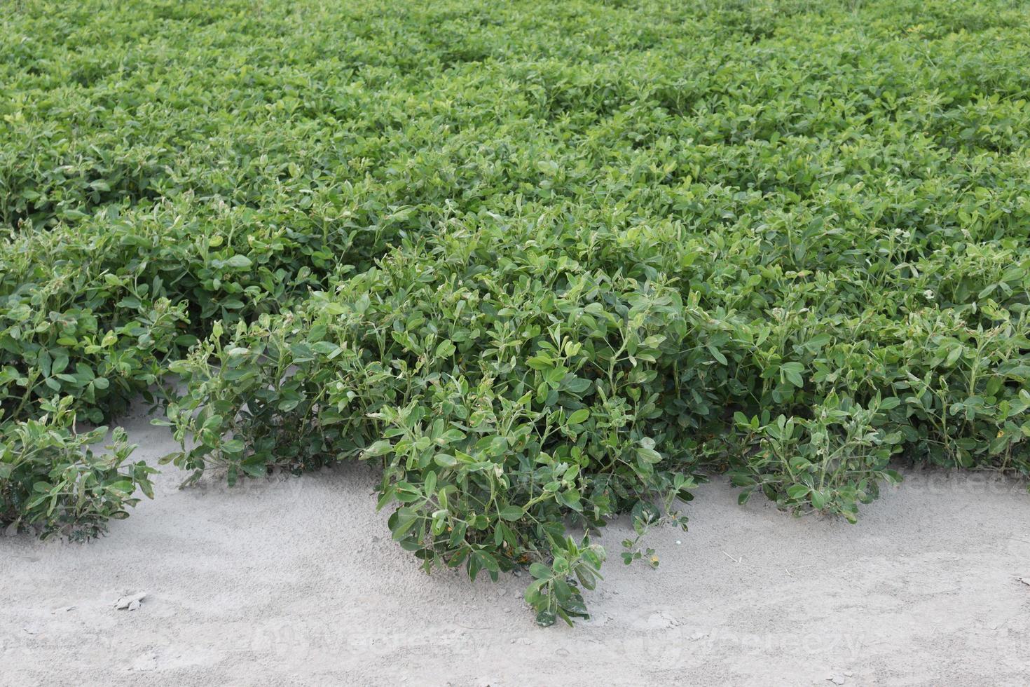 peanut tree closeup on farm photo