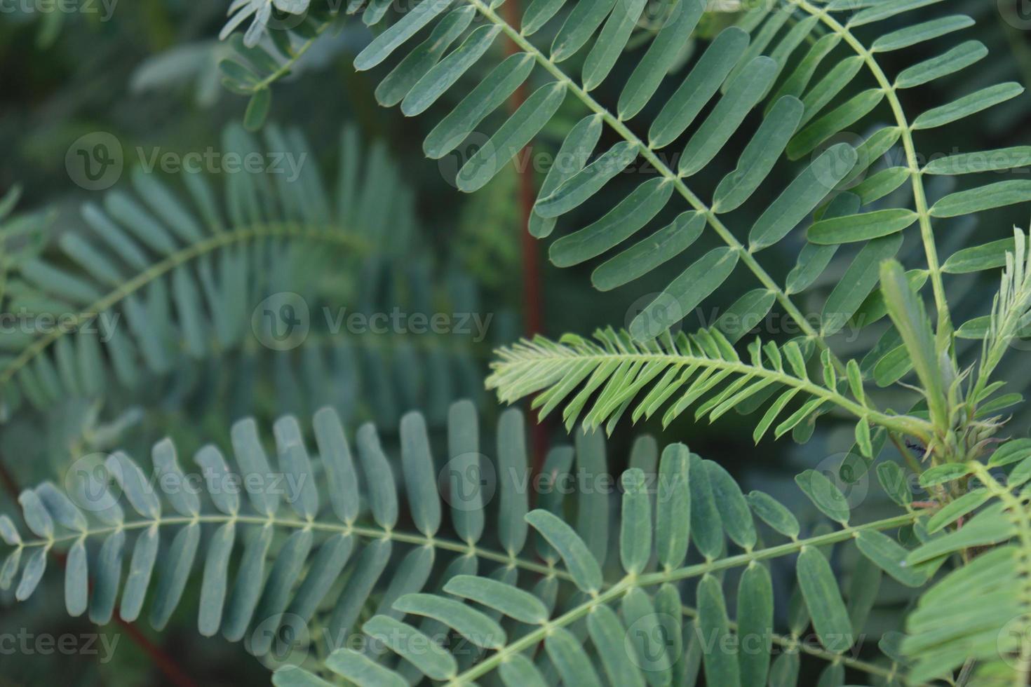 Planta de árbol dhaincha de color verde foto