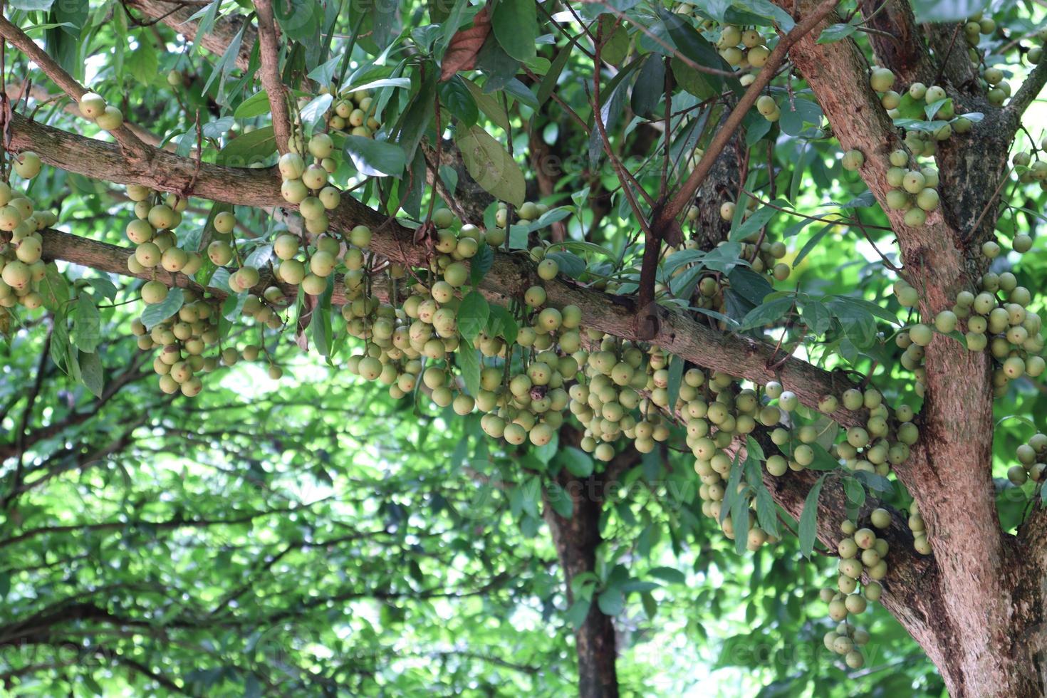 Tasty Baccaurea motleyana on Tree photo