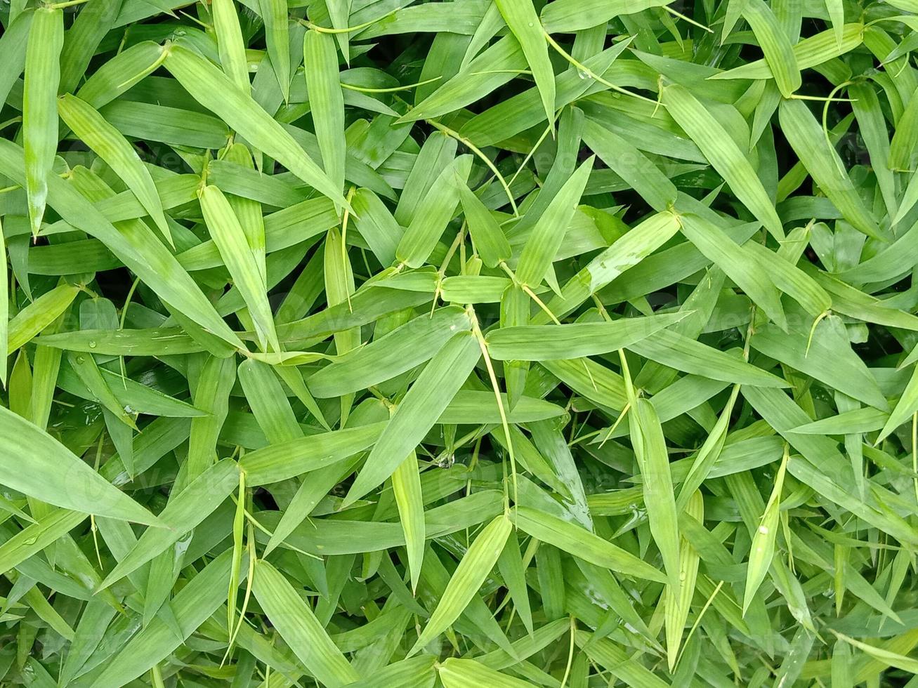 Primer plano de hierba de color verde en el jardín foto