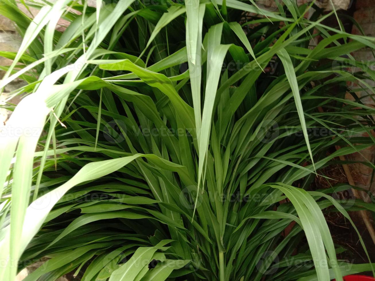 Primer plano de hierba de color verde en el jardín foto