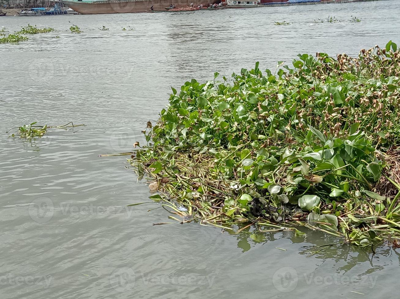 Common water hyacinth flower on lake photo