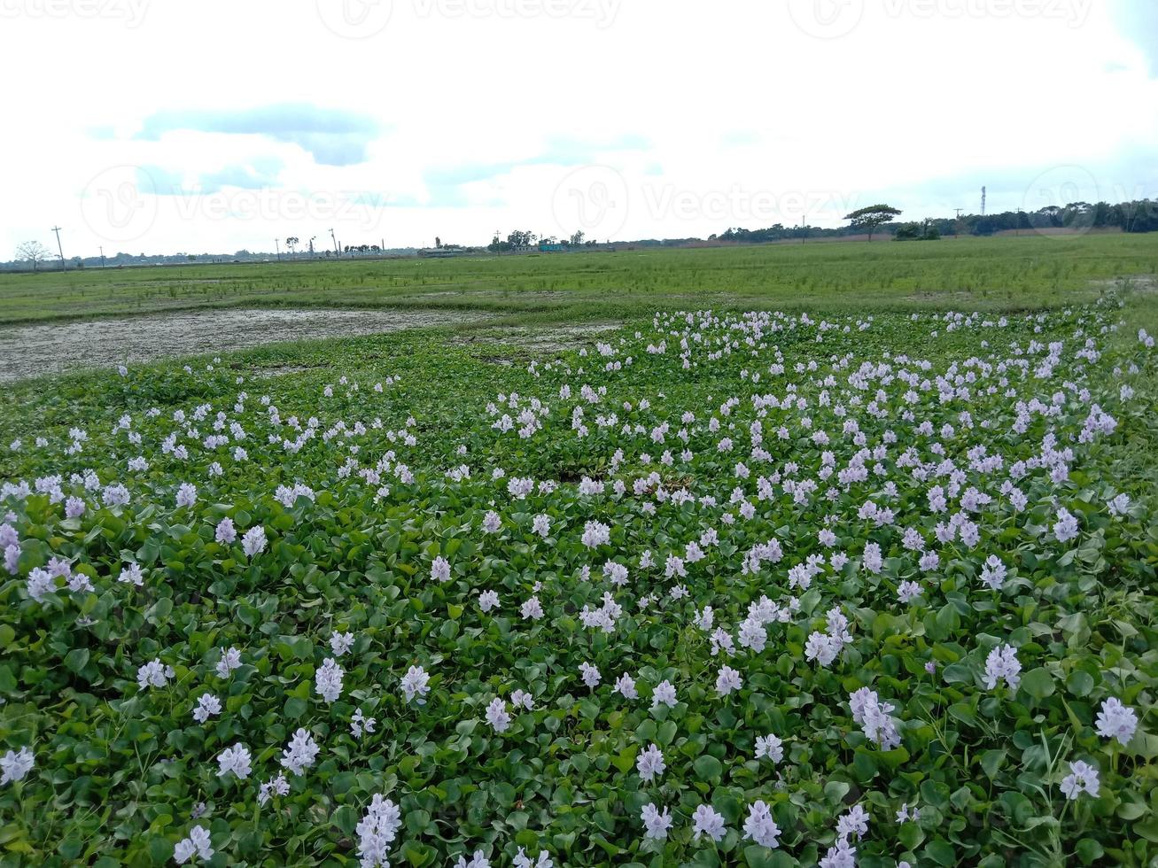 violet and white colored kochuri pana flower photo