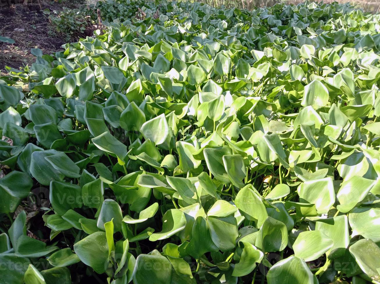Common water hyacinth flower on lake photo
