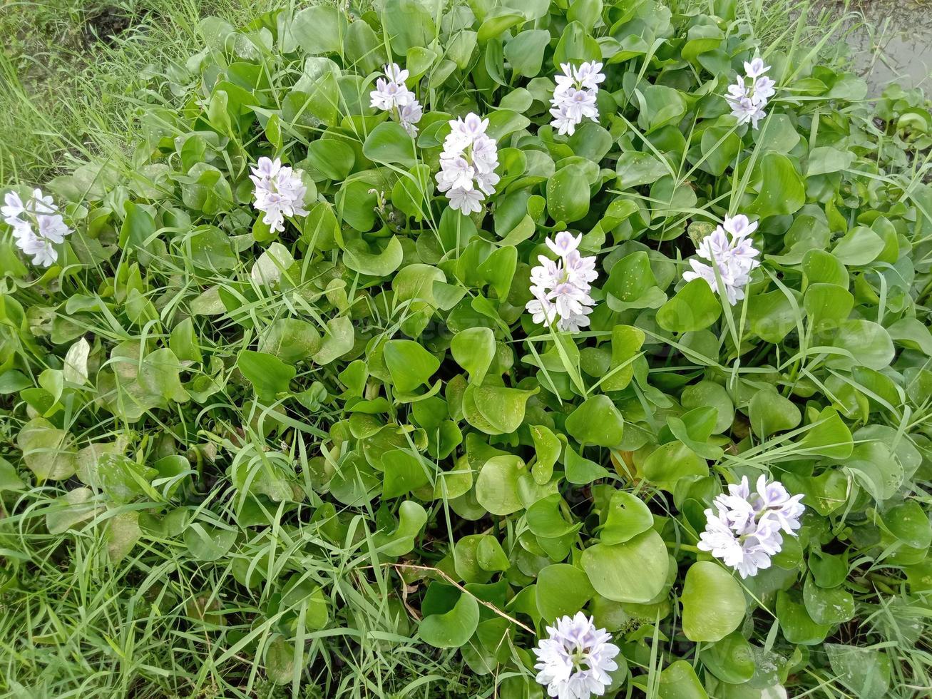 violet and white colored kochuri pana flower photo