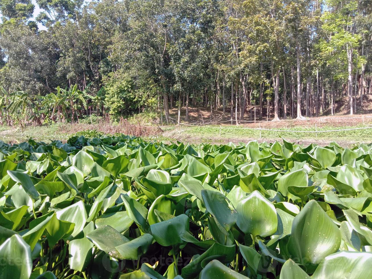 Common water hyacinth flower on lake photo