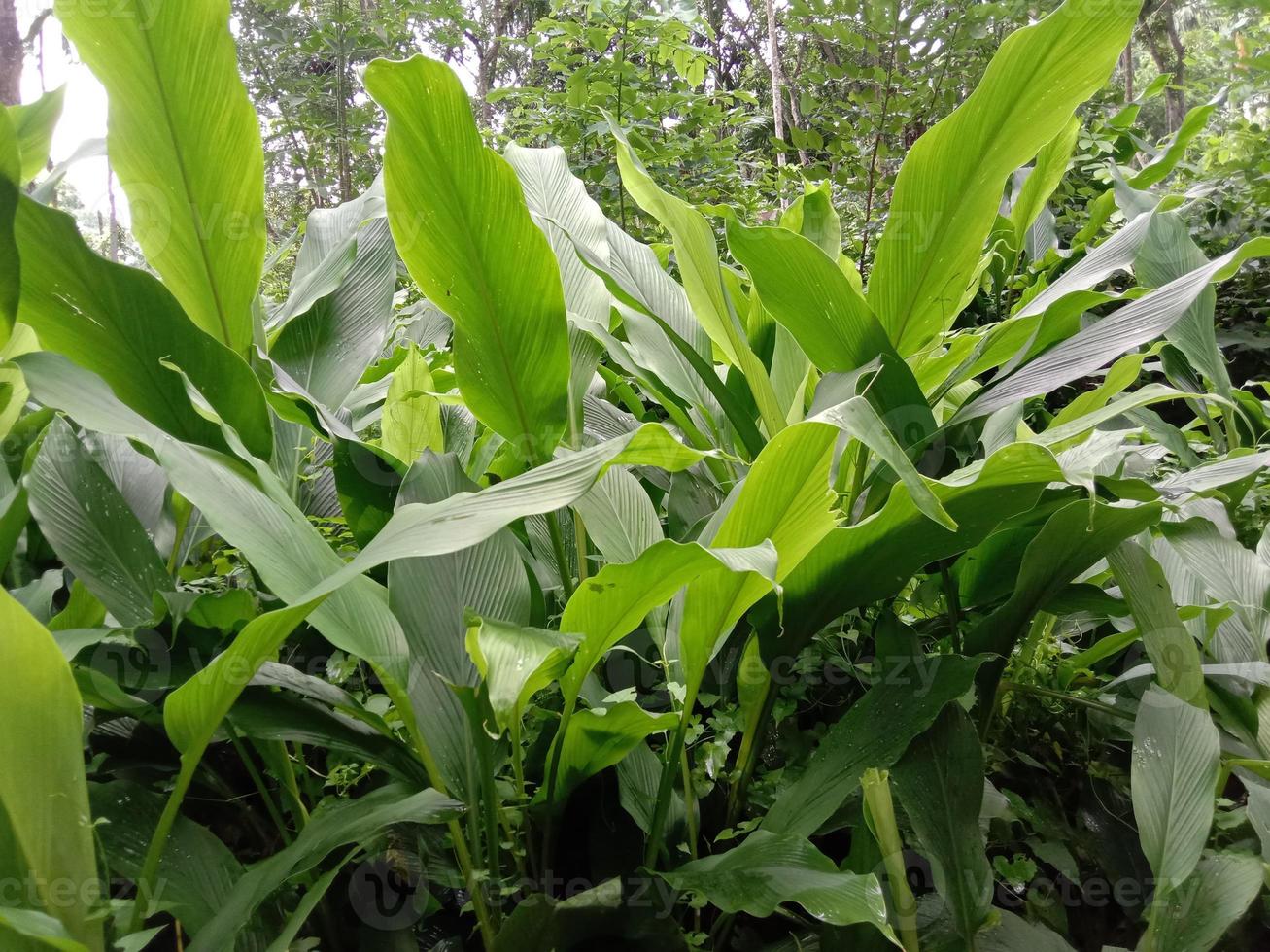 Green Leaf Closeup On Farm photo