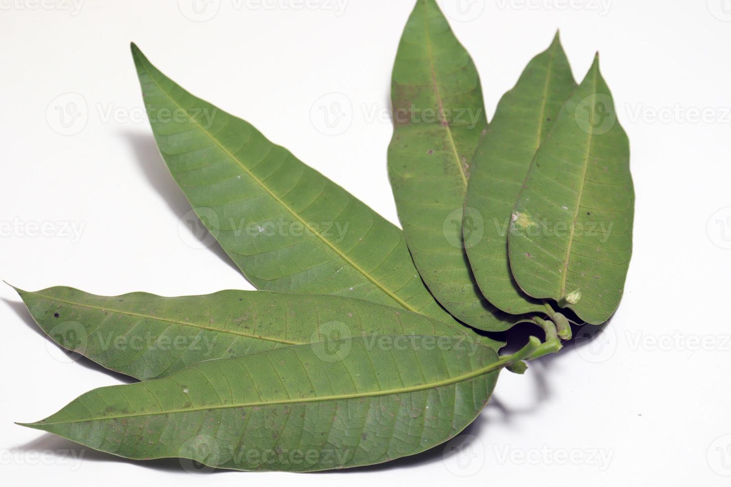 Primer plano de hojas de mango de color verde foto