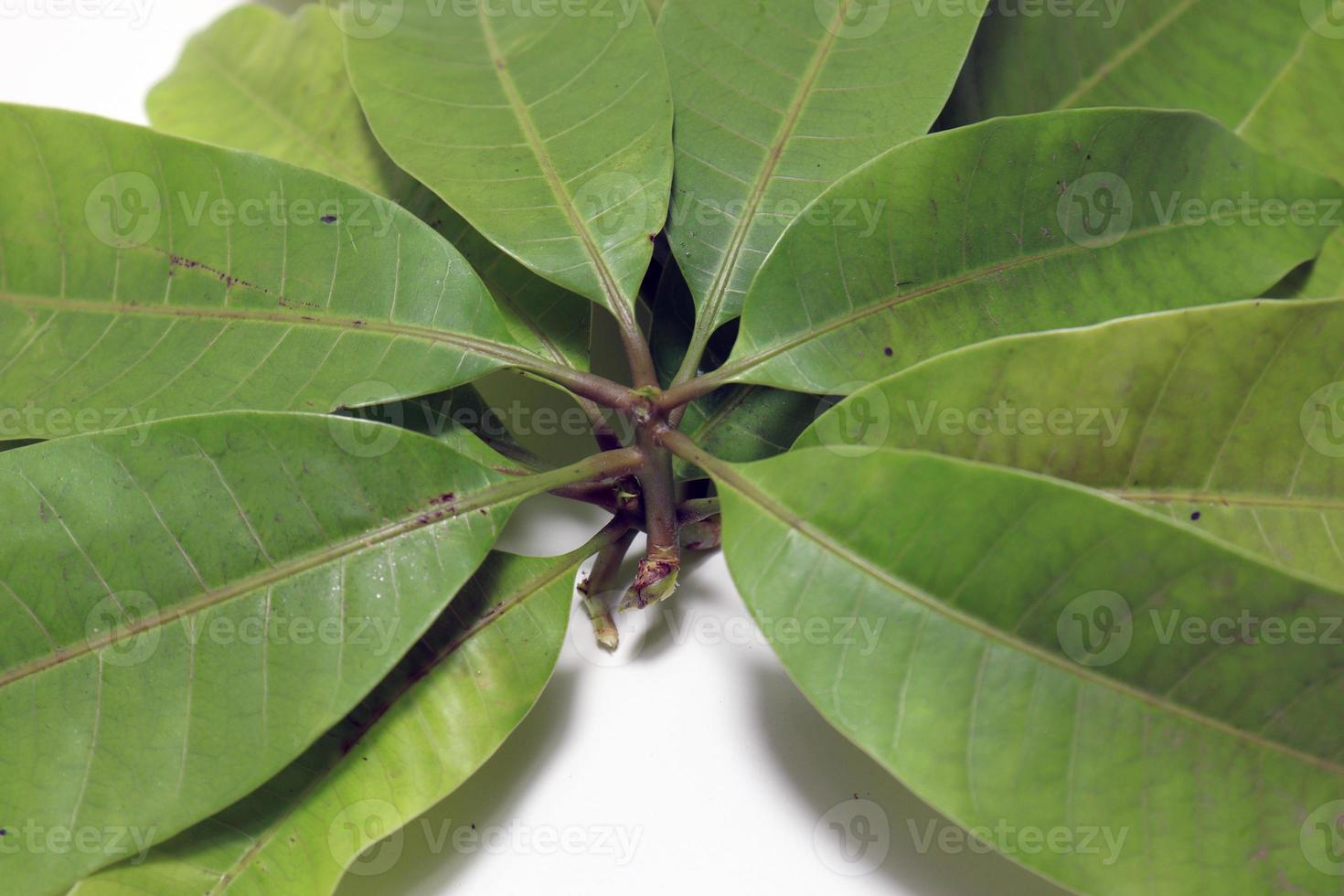 green colored mango leaf closeup photo