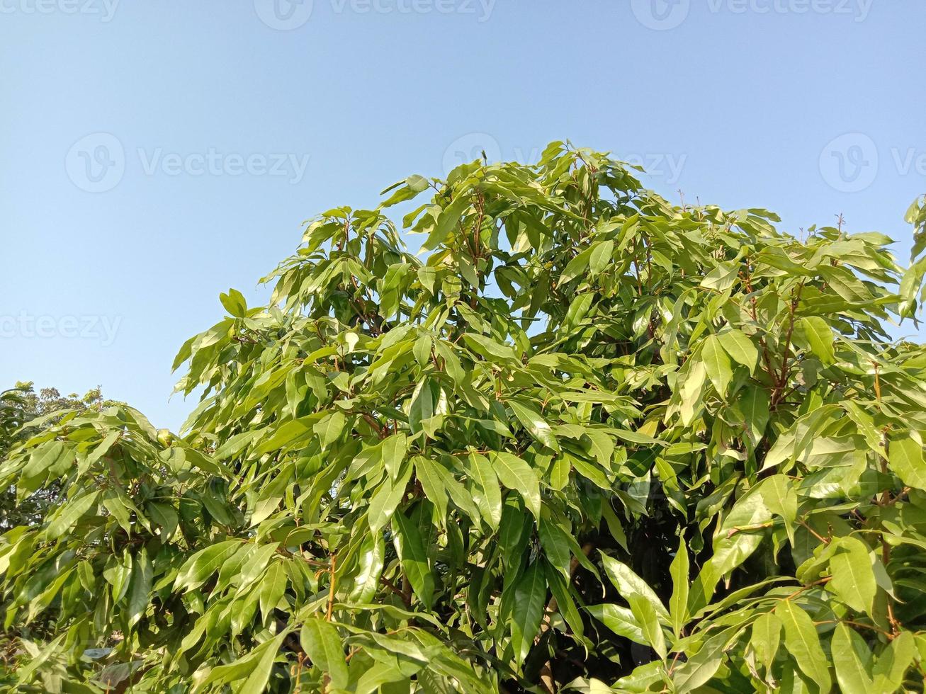 litchi farm view on field photo