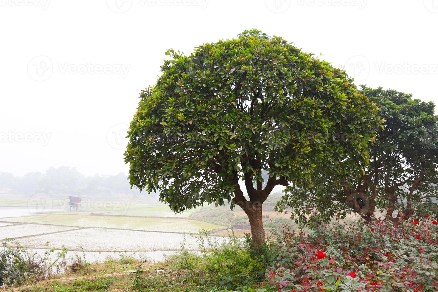 wetlands with tree in morning photo