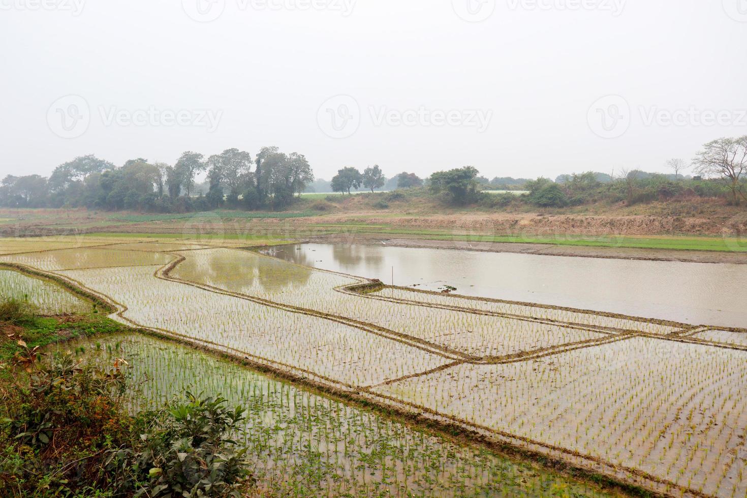 wetlands with nature in morning photo