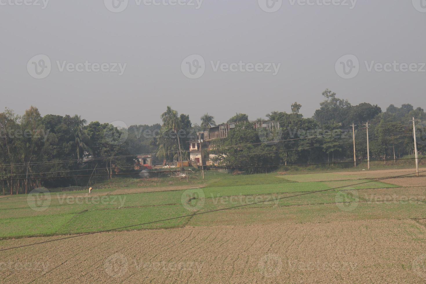 green field and gray sky photo