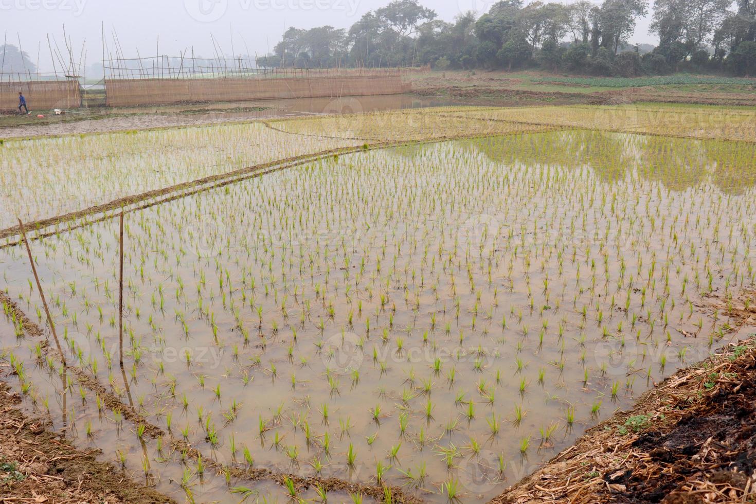 wetlands with nature in morning photo