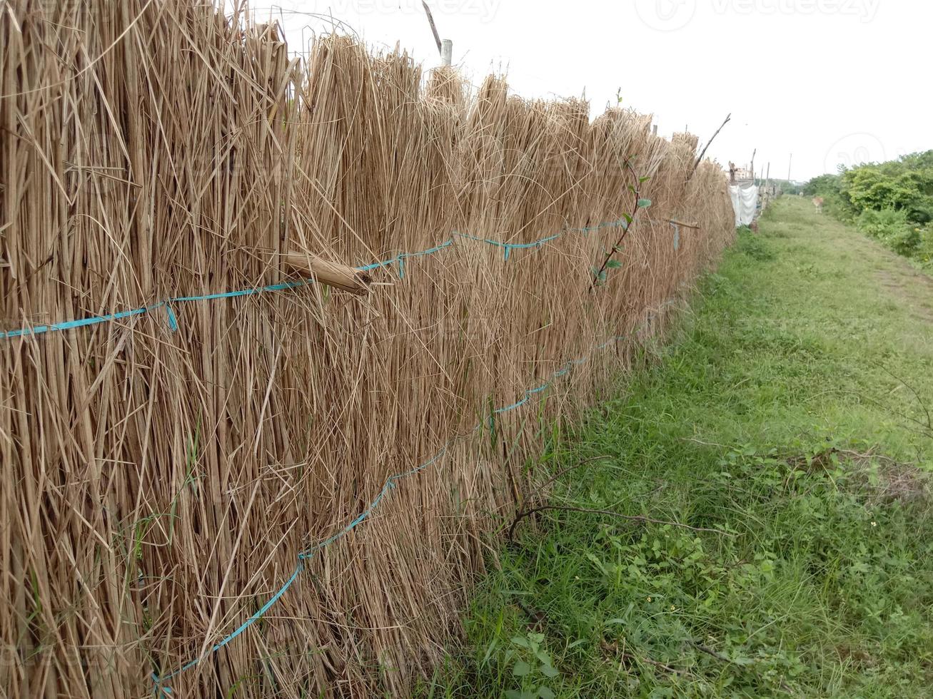 catkin wall on vegetable farm photo