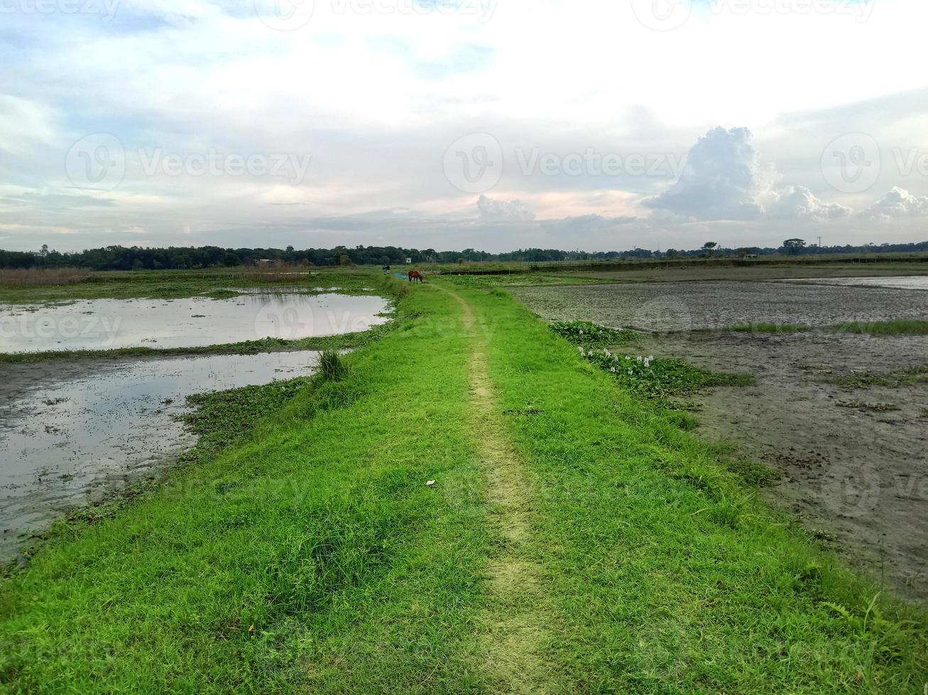 natural view of village with road photo