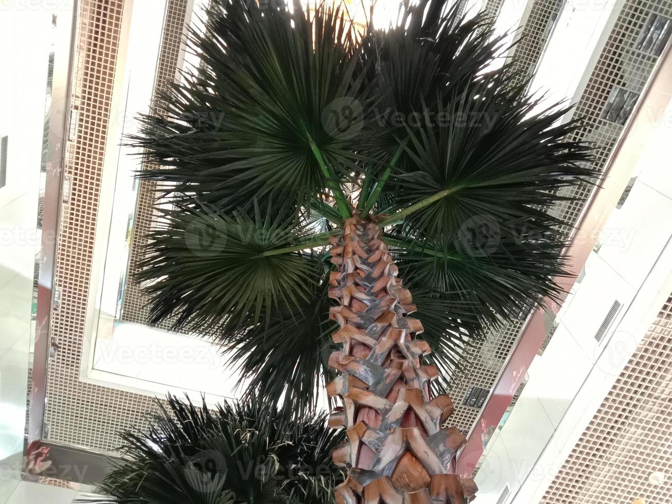 planta de árbol en el jardín con la naturaleza foto