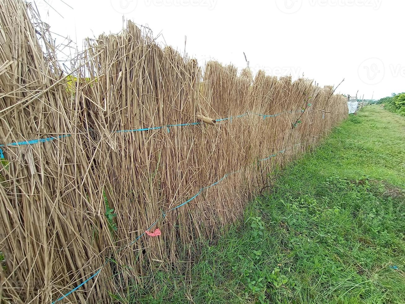 catkin wall on vegetable farm photo