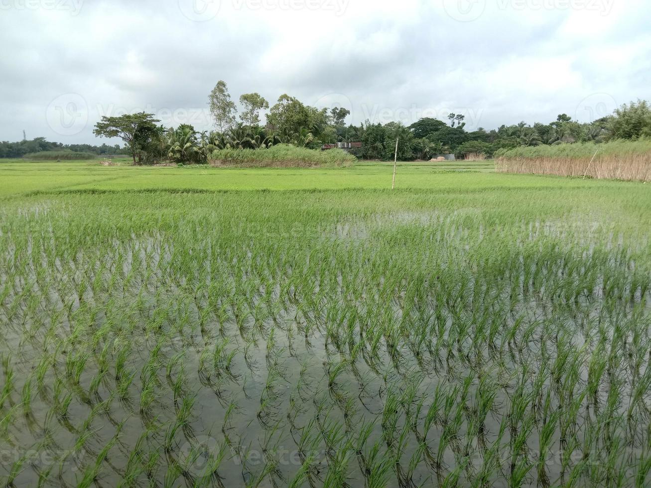 vista firme de arroz con la naturaleza foto