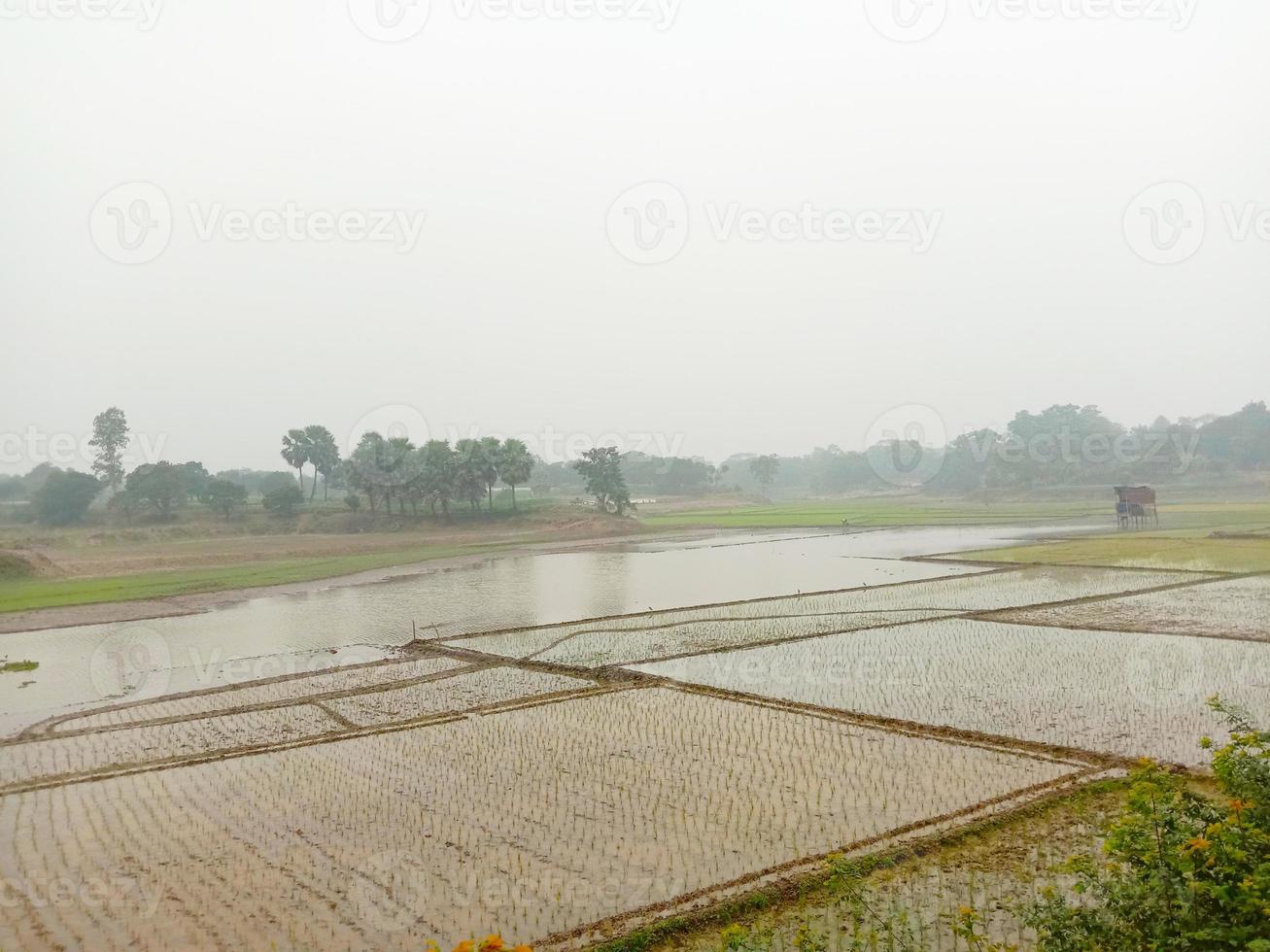 wetlands with nature in morning photo