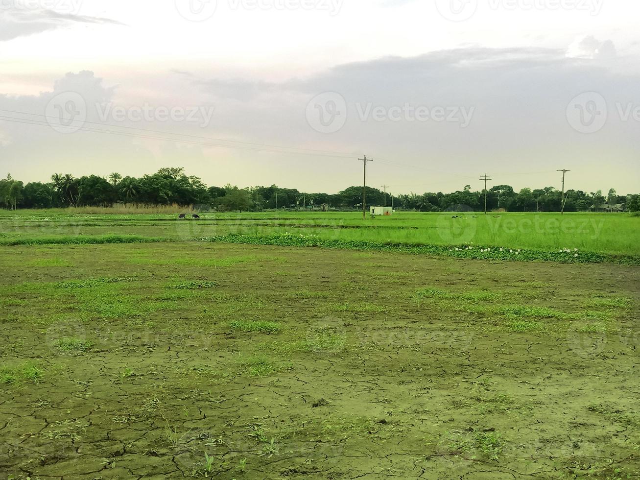 campo verde y cielo gris foto