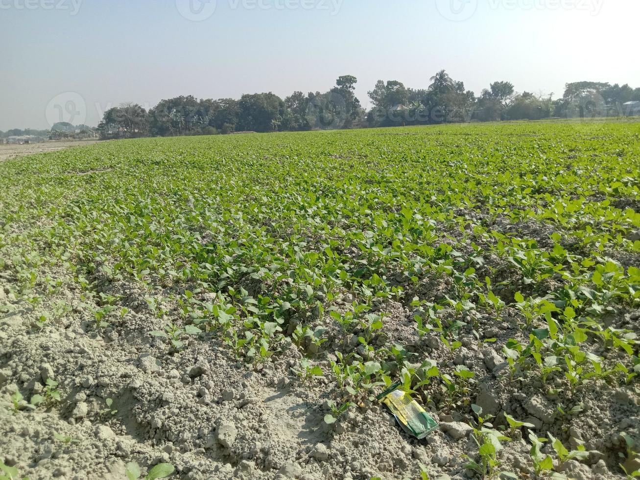 green field and gray sky photo