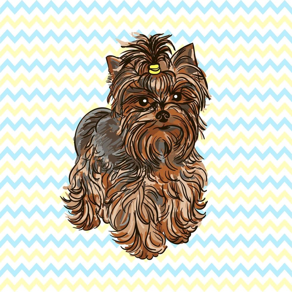 Ilustración vectorial colorida de la raza de perro yorkshire terrier aislado sobre fondo blanco. vector