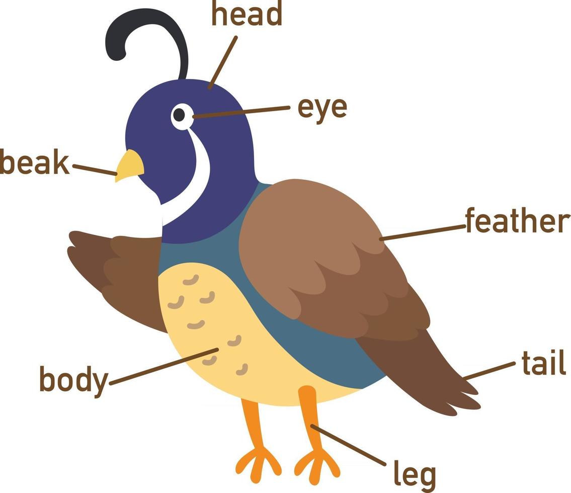 Illustration of quail vocabulary part of body.vector vector