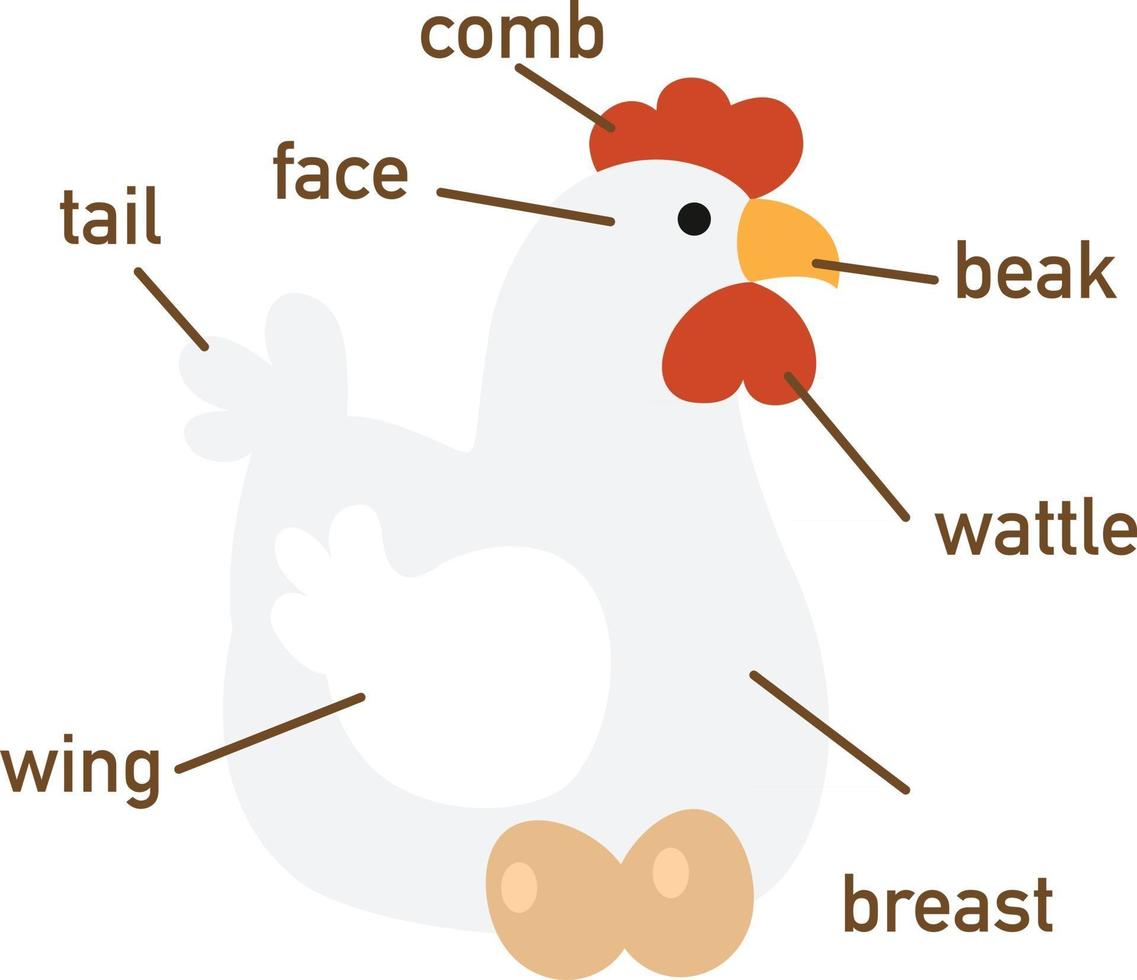 Illustration of chicken vocabulary part of body.vector vector