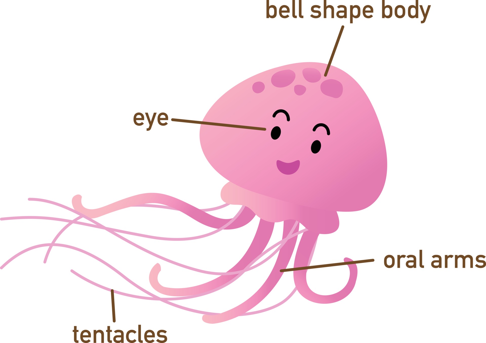 Illustration of jellyfish vocabulary part of body.vector 2926184 Vector