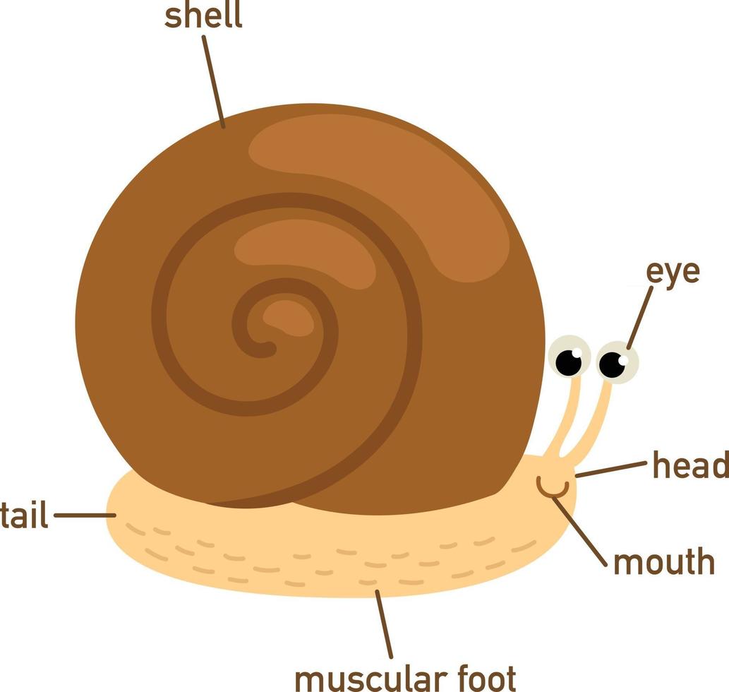 Illustration of snail vocabulary part of body.vector vector