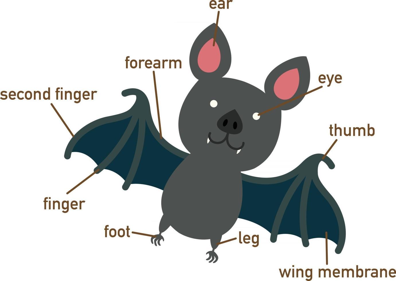 Illustration of bat vocabulary part of body.vector vector