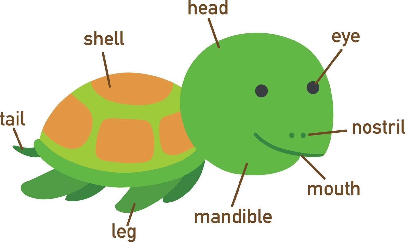 Illustration of turtle vocabulary part of body.vector vector