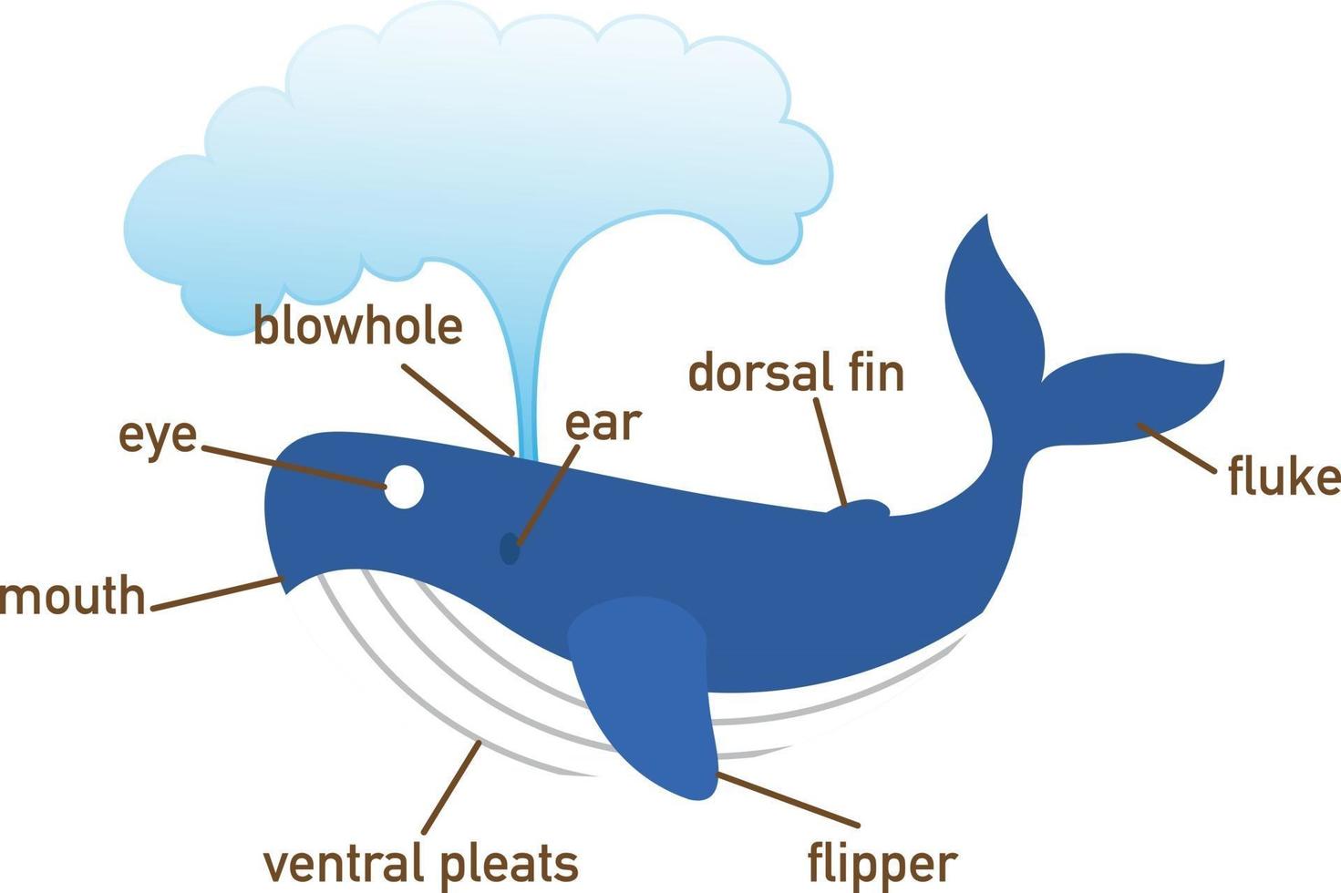 Ilustración de la parte del vocabulario de ballenas de body.vector vector