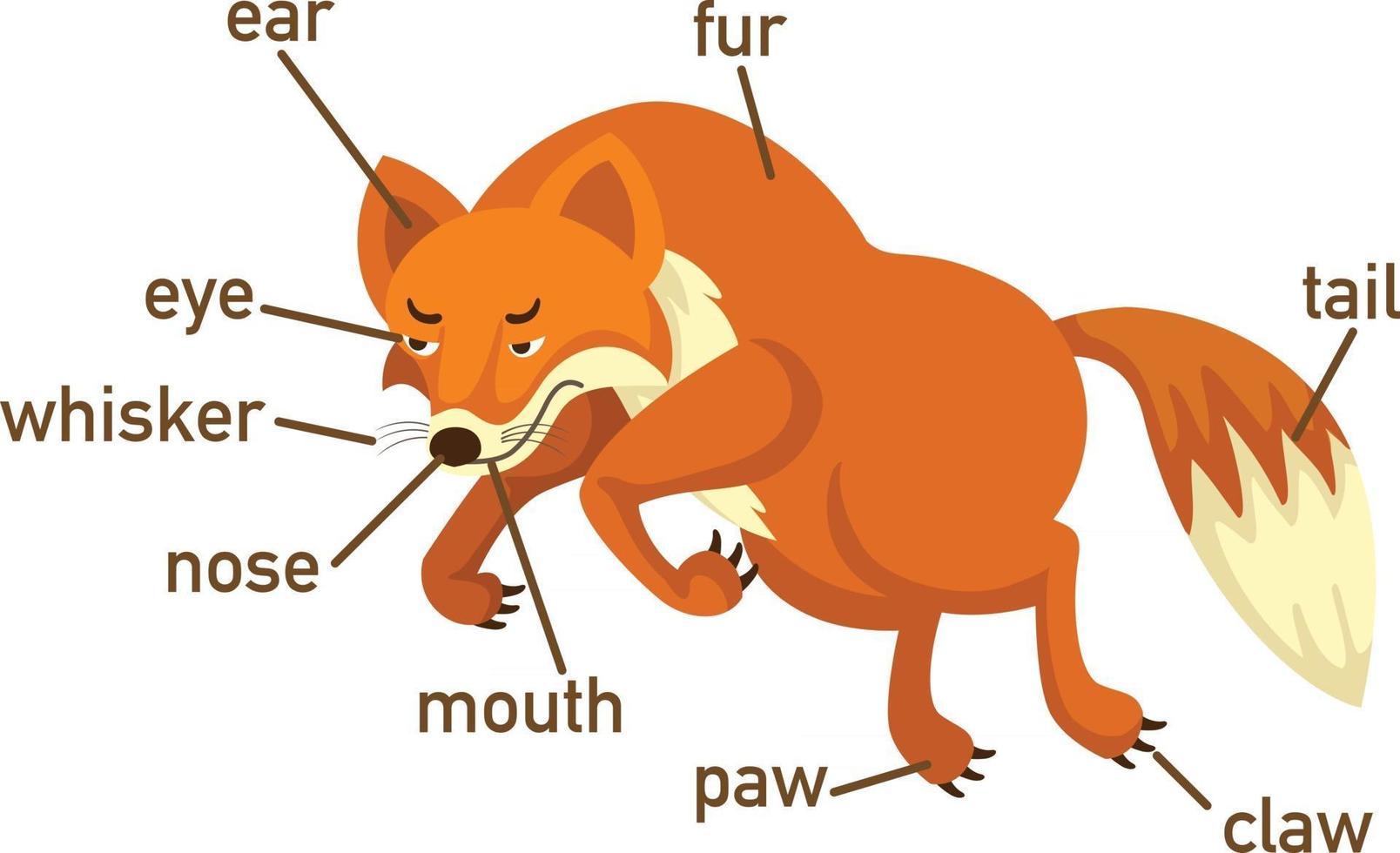 Illustration of fox vocabulary part of body.vector vector