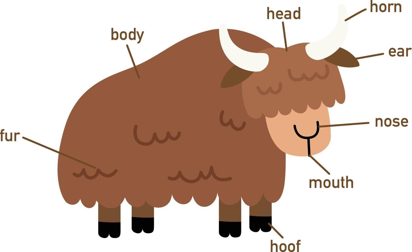 Illustration of yak vocabulary part of body.vector vector