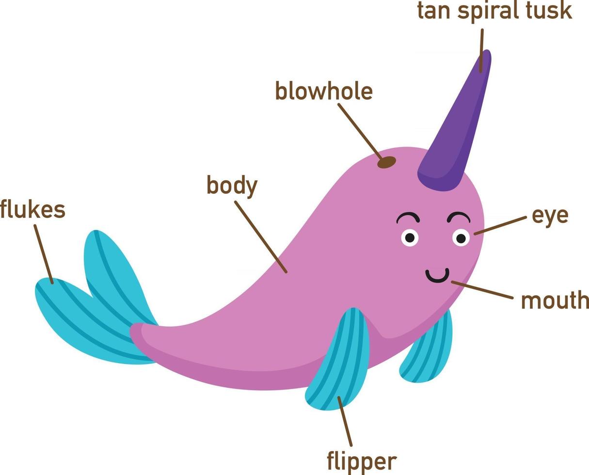 Illustration of narwhal vocabulary part of body.vector vector