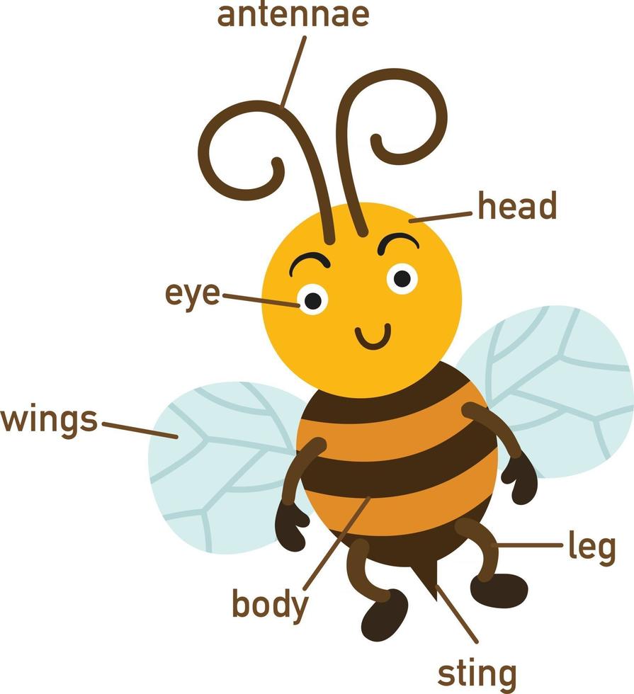bee vocabulary part of body.vector vector