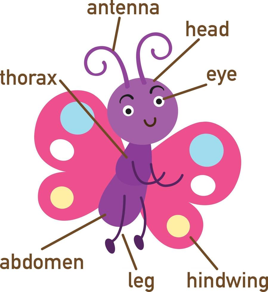 Illustration of butterfly vocabulary part of body.vector vector