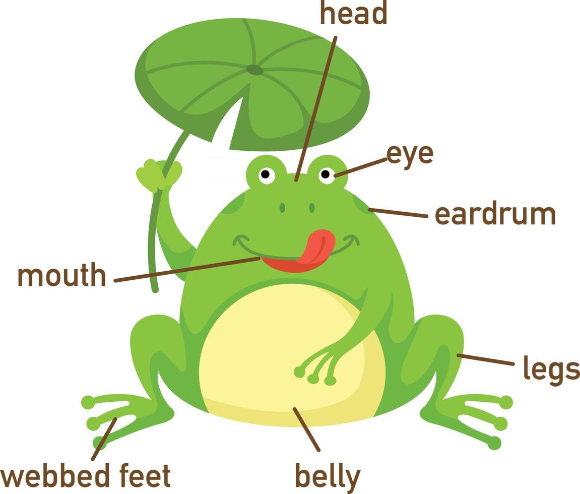 Illustration of frog vocabulary part of body.vector vector