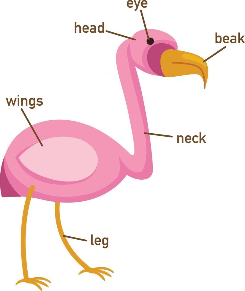 Illustration of egret vocabulary part of body.vector vector