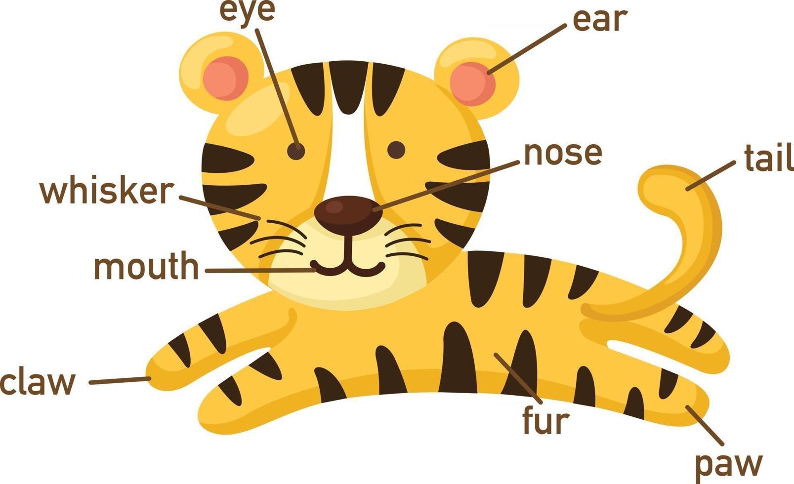 Ilustración de la parte del vocabulario de tigre de body.vector vector