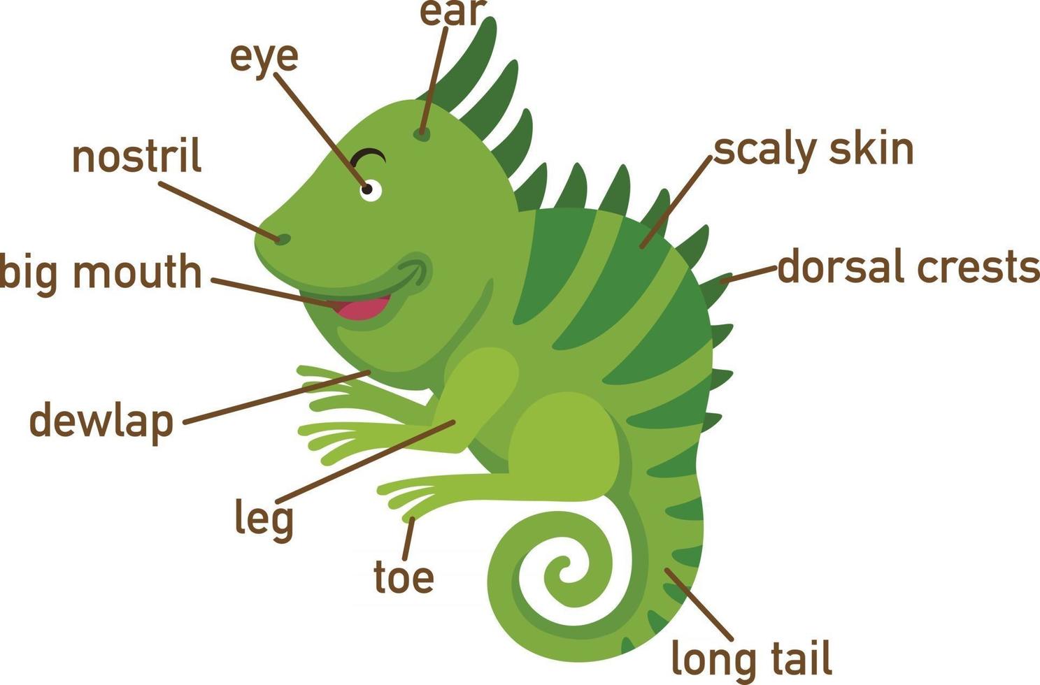 Ilustración de la parte del vocabulario de iguana de body.vector vector