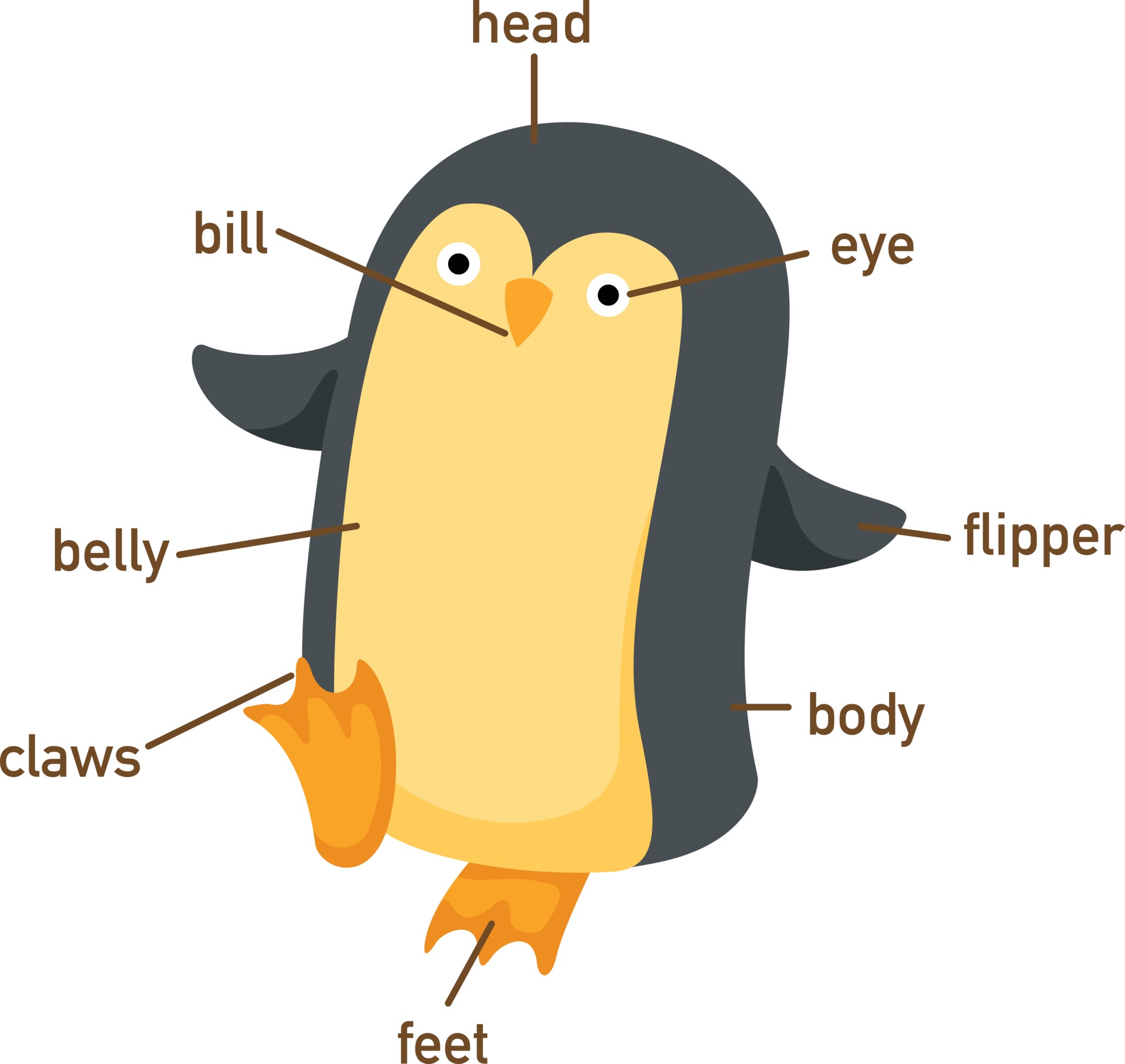Анатомия строение тела пингвина. Внутреннее строение пингвина схема. Перья пингвина. Внешнее строение пингвина биология 7 класс. Строение пингвина с описанием.
