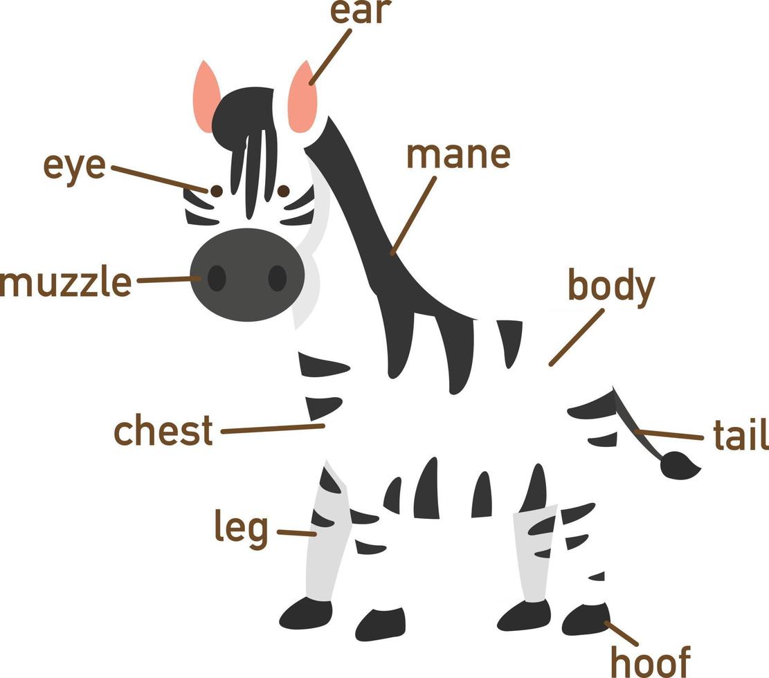 Illustration of zebra vocabulary part of body.vector vector