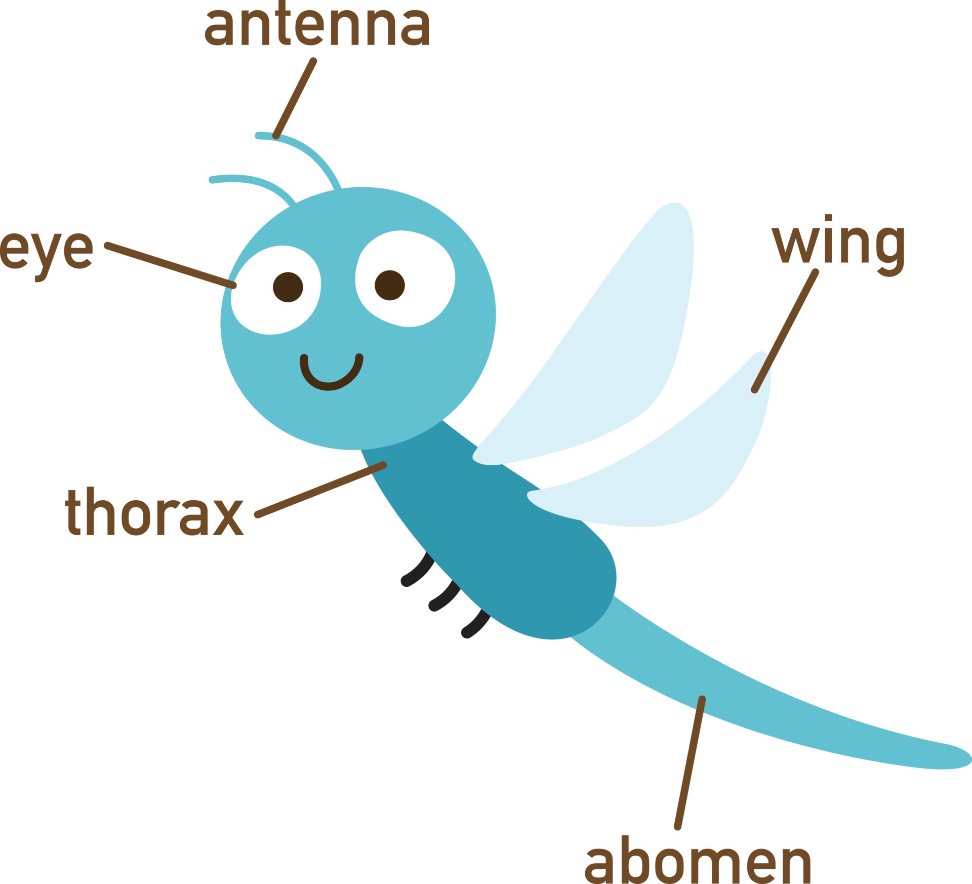 Illustration of dragonfly vocabulary part of body.vector 2926227 Vector