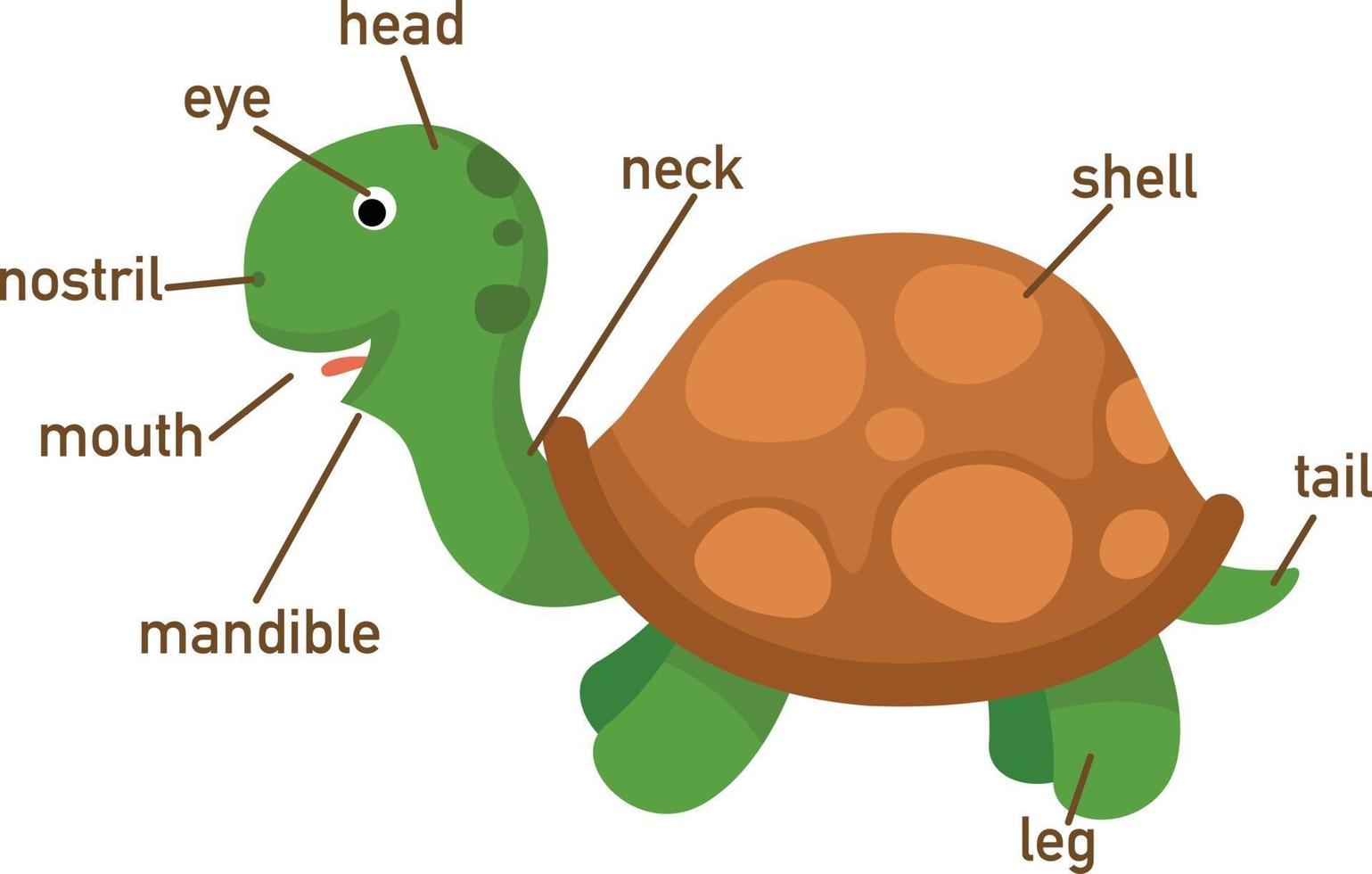 Illustration of turtle vocabulary part of body.vector vector