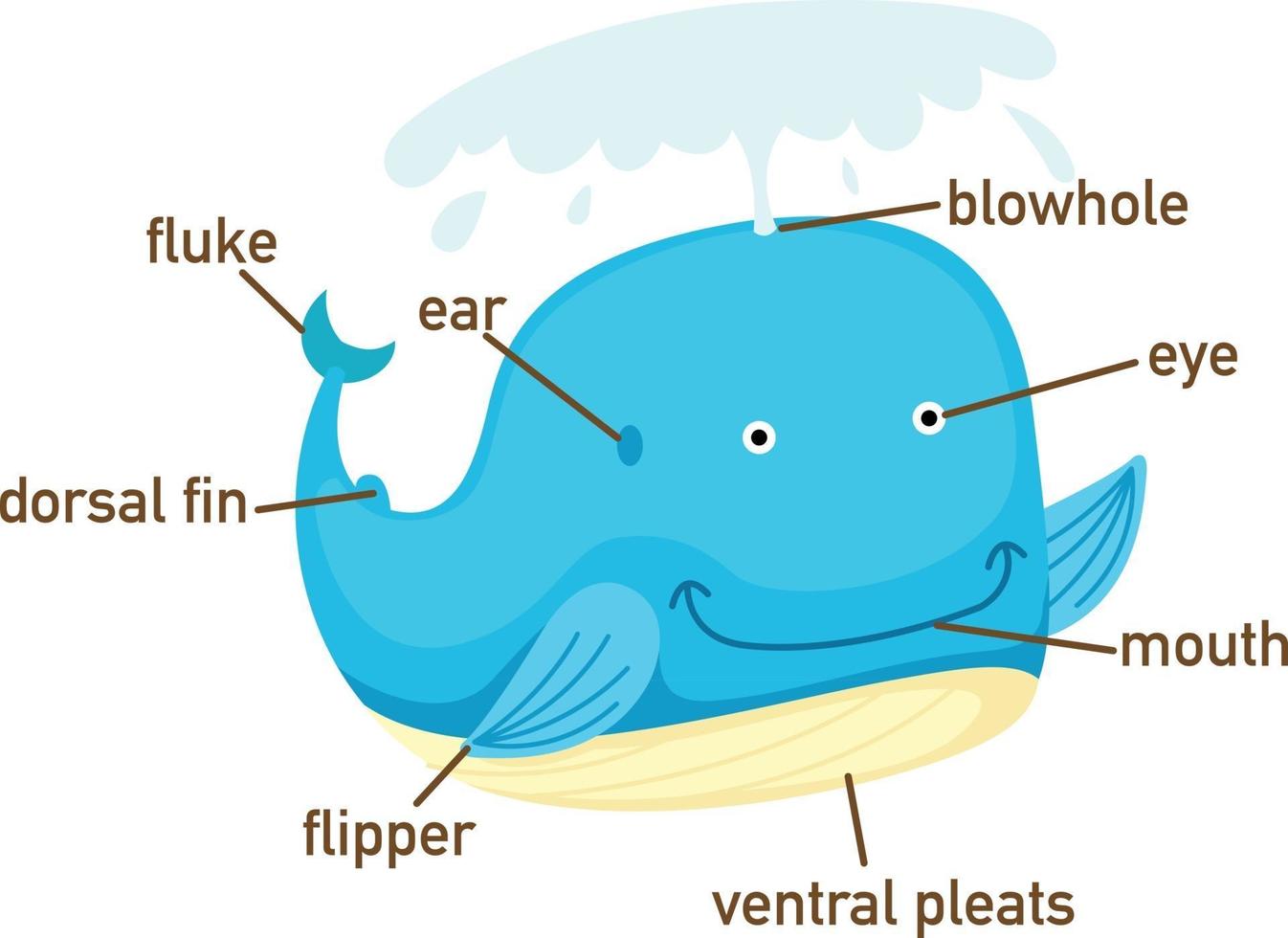 Illustration of whale vocabulary part of body.vector vector