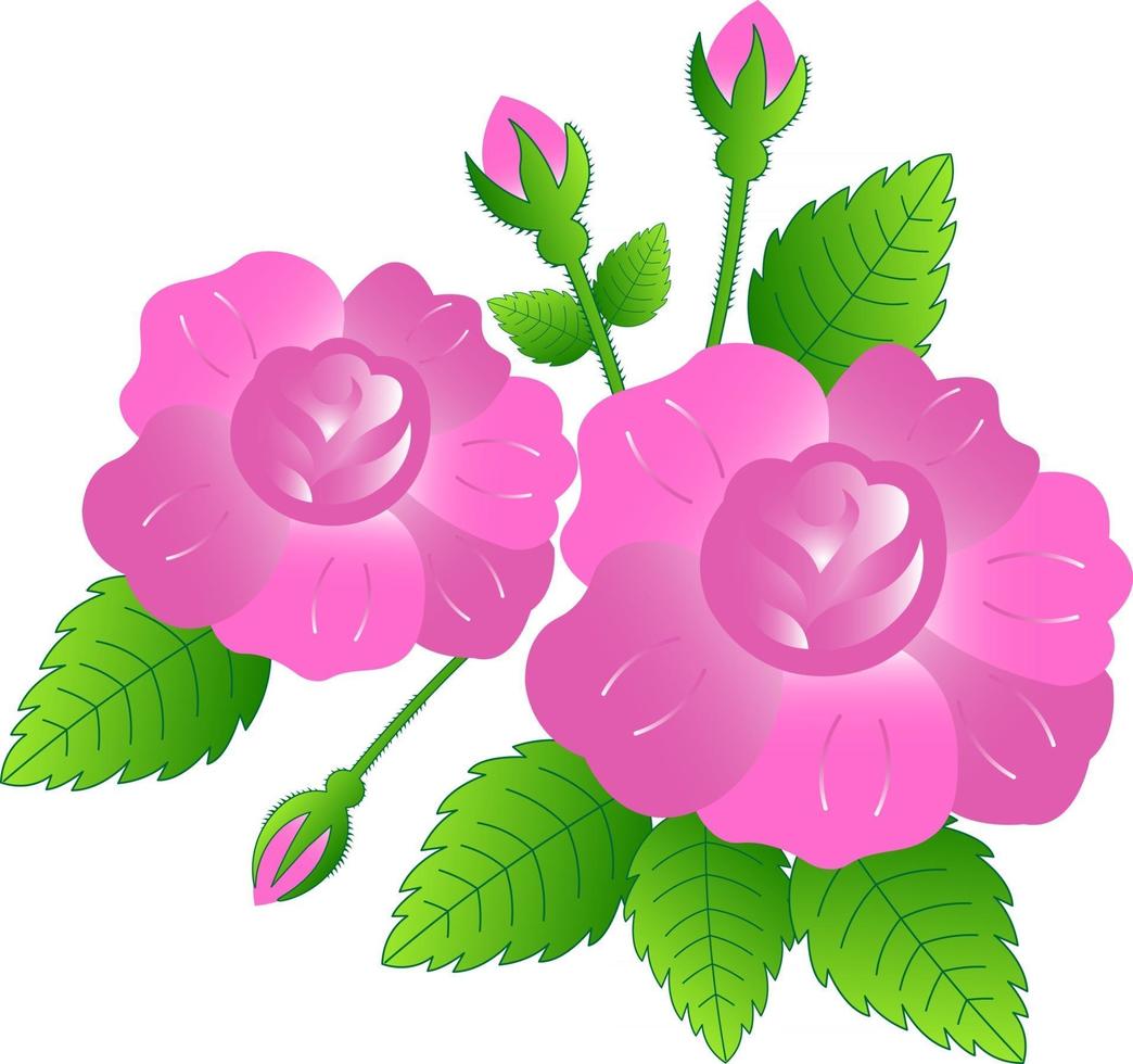 Pink rose vector illustration