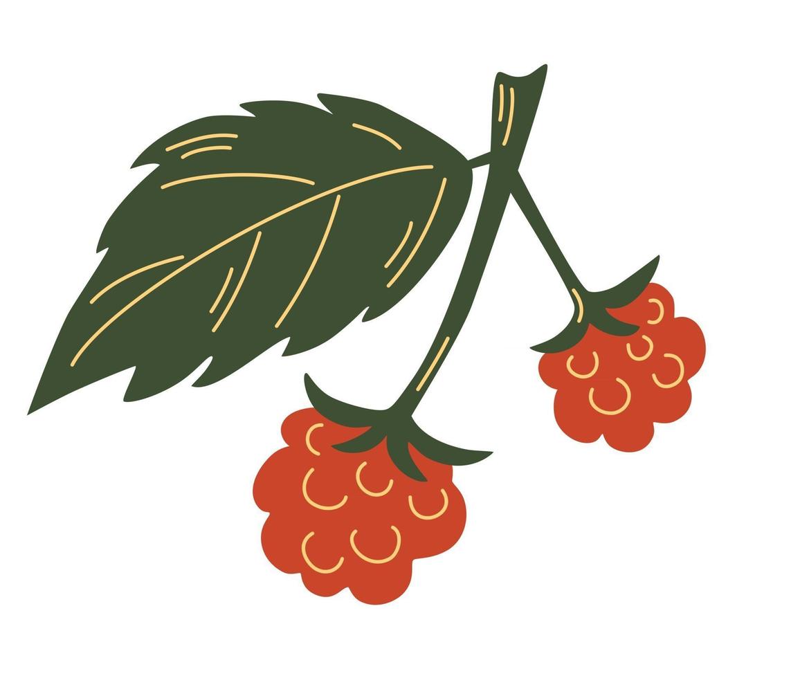 rama de frambuesa con hojas y frutos rojos. colección orgánica. frambuesa con hojas. en blanco para diseñadores, icono, logotipo, mercado, agricultura. Ilustración vectorial sobre fondo blanco. vector